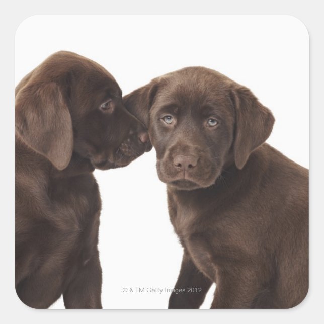 Two chocolate Labrador Retriever Puppies Square Sticker (Front)