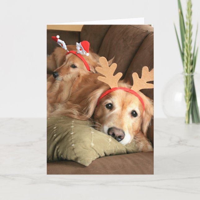 Two Christmas Holiday Golden Retrievers (Front)