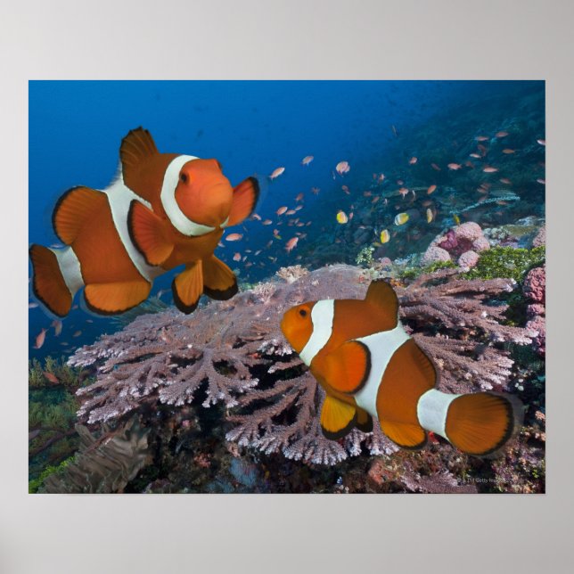 Two Clownfish Poster (Front)