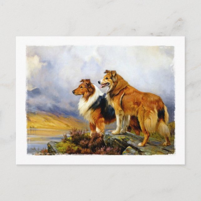Two Collie Dogs above a Lake Postcard (Front)