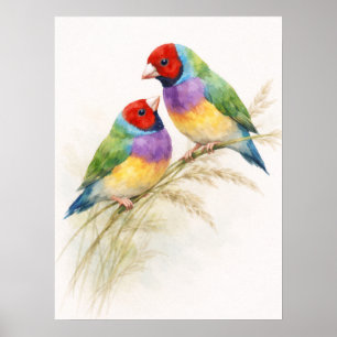 Two Colorful Gouldian Finch Birds Poster