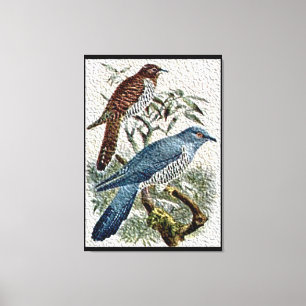 Two Coloured Cuckoo Birds in Textured Canvas Print