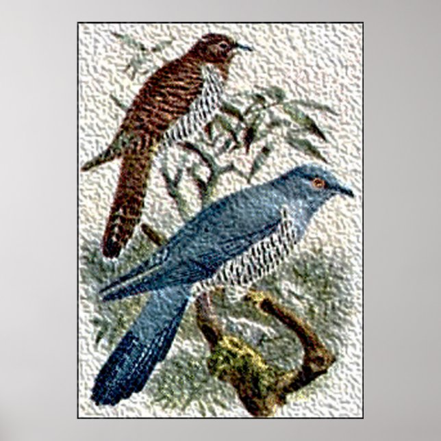 Two Coloured Cuckoo Birds in Textured Poster (Front)
