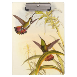Two Colourful Hummingbirds Aiming for Same Flower Clipboard