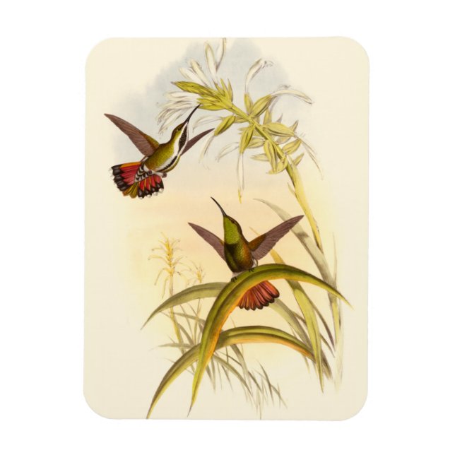 Two Colourful Hummingbirds Aiming for Same Flower Magnet (Vertical)