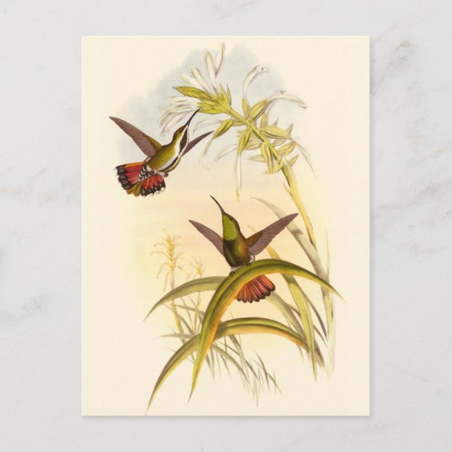 Two Colourful Hummingbirds Aiming for Same Flower Postcard (Front)
