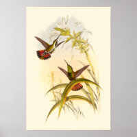 Two Colourful Hummingbirds Aiming for Same Flower