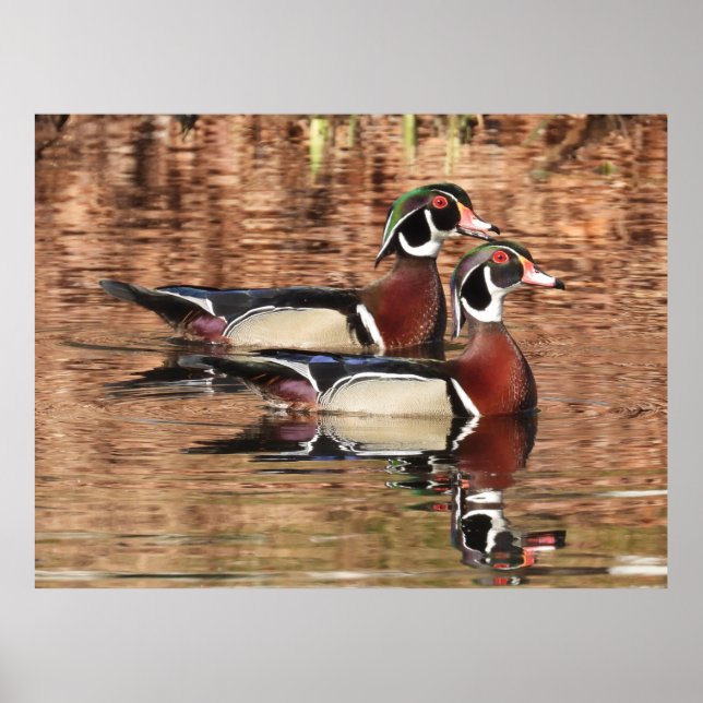 Two Colourful Male Wood Ducks swimming on a pond  Poster (Front)