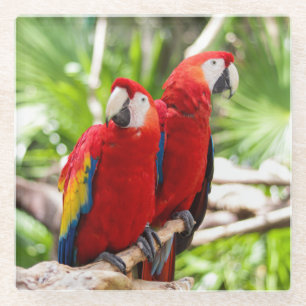 Two Colourful Parrots on a Tree Branch Glass Coaster