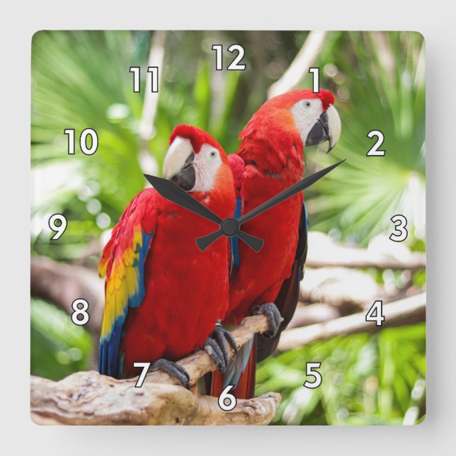 Two Colourful Parrots on a Tree Branch Square Wall Clock (Front)
