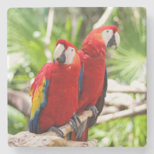 Two Colourful Parrots on a Tree Branch Stone Coaster