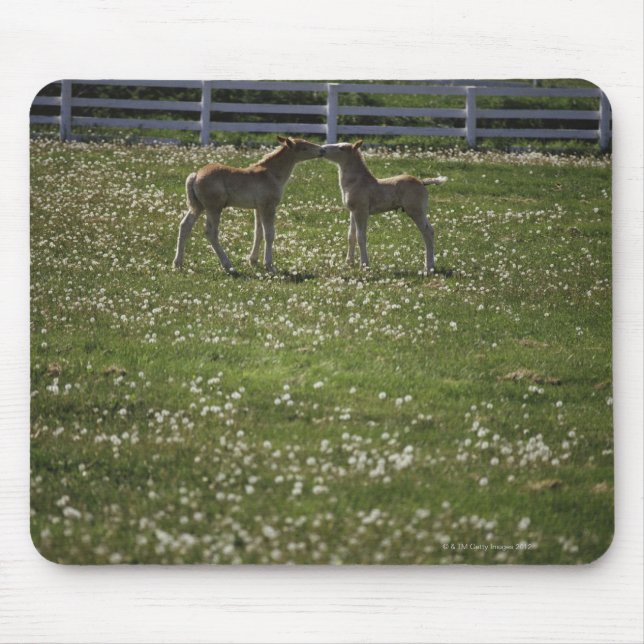 Two colts in field mouse pad (Front)