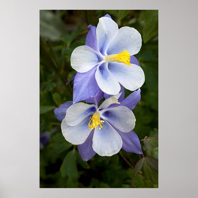 Two Columbines Poster (Front)