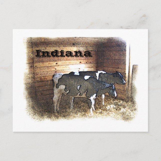 Two Cows Postcard (Front)