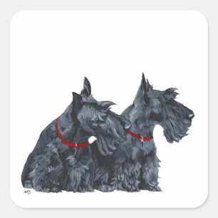 Two Curious Scottish Terriers Square Sticker