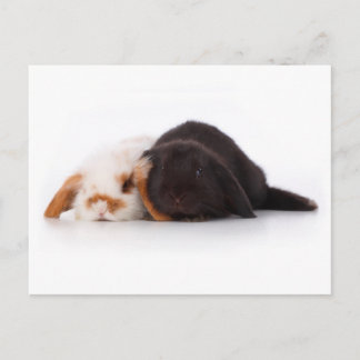 Two cute baby bunnies postcard
