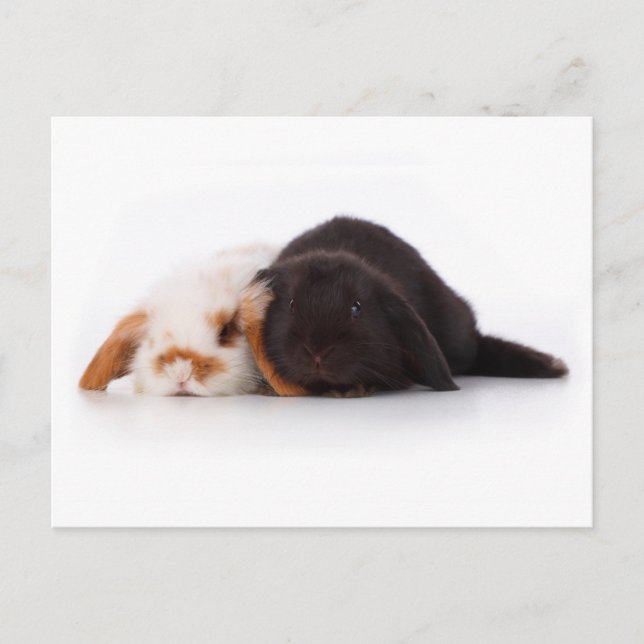 Two cute baby bunnies postcard (Front)