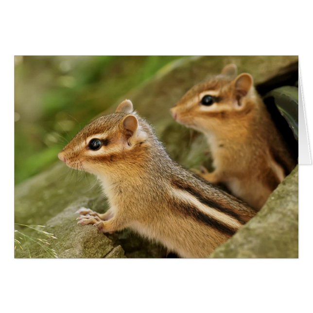 Two Cute Baby Chipmunks (Front Horizontal)