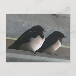 Two Cute Barn Swallows DIY Postcard