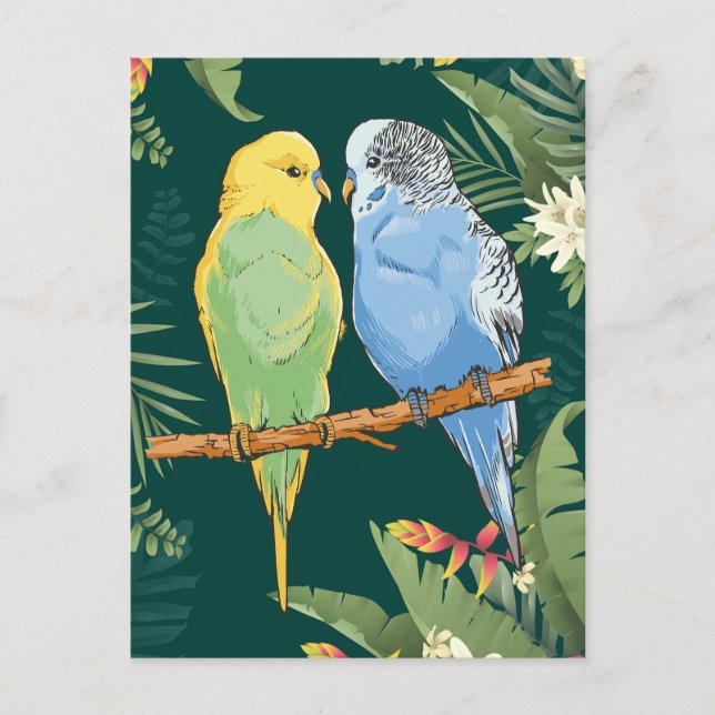 Two cute blue and green Budgie Postcard (Front)