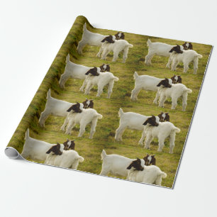 Two Cute Boer Goats in Field Rustic Farm Animal  Wrapping Paper