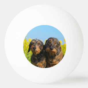 Two Cute Dachshund Dogs Dackel Portrait Photo Ping Pong Ball