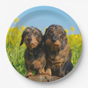 Two Cute Dachshunds Dogs Dackel Friends Pet Photo Paper Plate