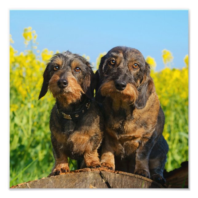 Two Cute Dachshunds Dogs Dackel Friends Pet Photo Print (Front)