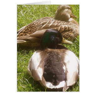 Two Cute Ducks Card