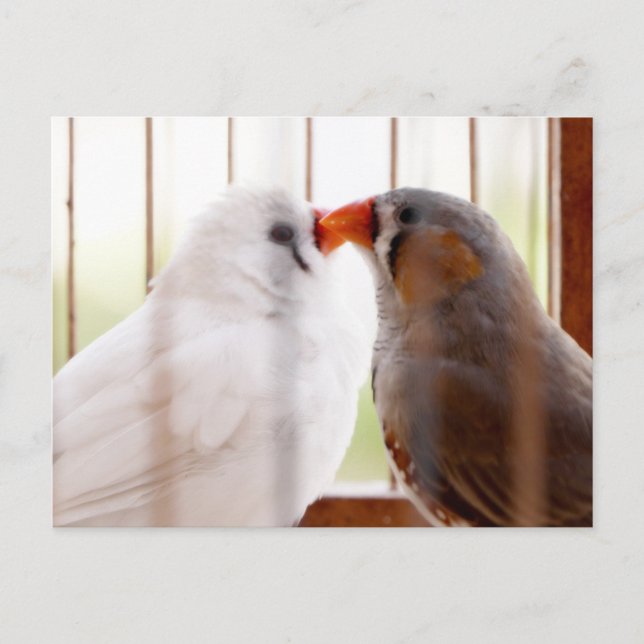 Two Cute Finch Birds in Cage Postcard (Front)