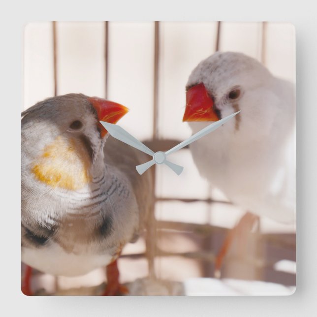 Two Cute Finches in Cage Square Wall Clock (Front)