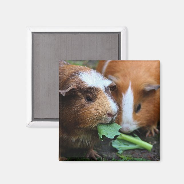 Two Cute Guinea Pigs Eating Greens Magnet (Front/Back)