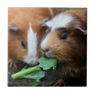 Two Cute Guinea Pigs Eating Greens Tile