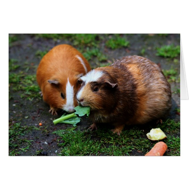 Two Cute Guinea Pigs Eating Veggies (Front Horizontal)