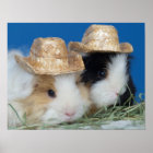 Two Cute Guinea Pigs Poster