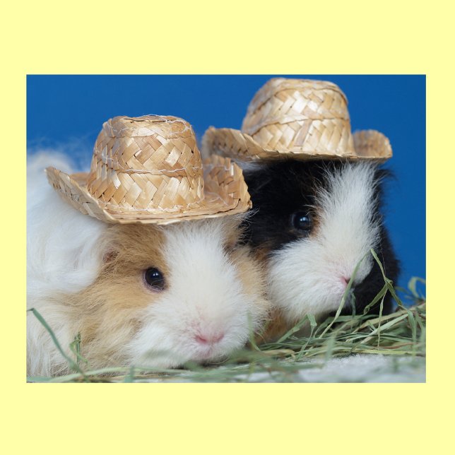 Two Cute Guinea Pigs Poster (Creator Uploaded)