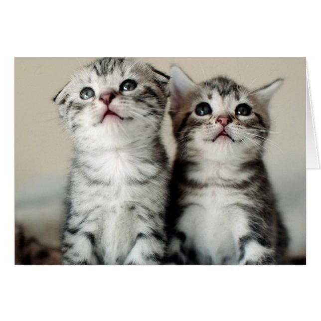 Two Cute Kittens (Front Horizontal)