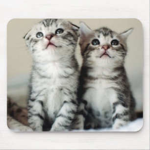 Two Cute Kittens Mouse Pad
