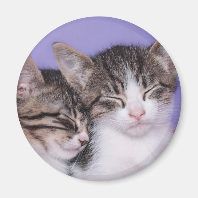 Two Cute Kittens Napping Magnet (Front)