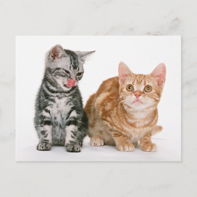 Two Cute Kittens Photo Postcard (Front)