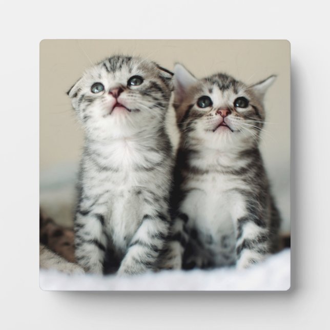 Two Cute Kittens Plaque (Front)