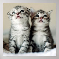 Two Cute Kittens