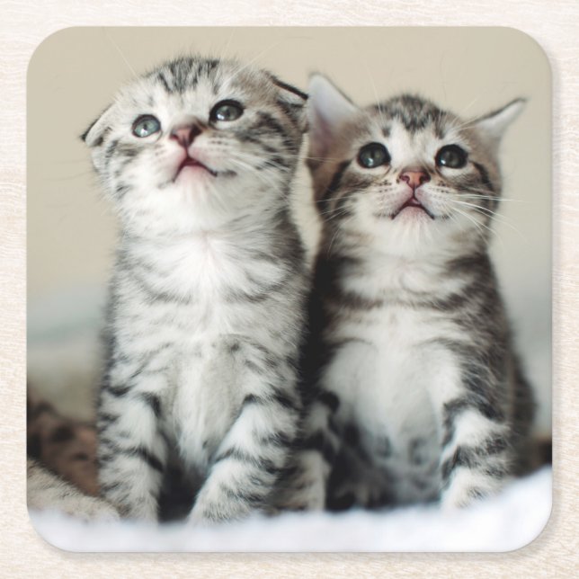 Two Cute Kittens Square Paper Coaster (Front)
