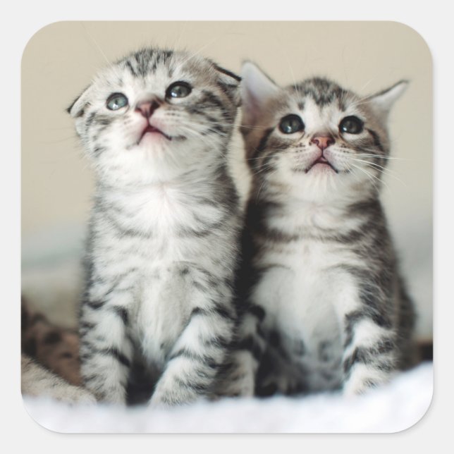 Two Cute Kittens Square Sticker (Front)