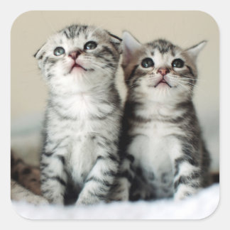 Two Cute Kittens Square Sticker