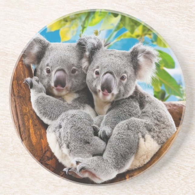 Two Cute Koala Bears Coaster (Front)