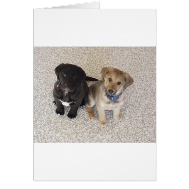 Two Cute Labrador Puppies (Front)