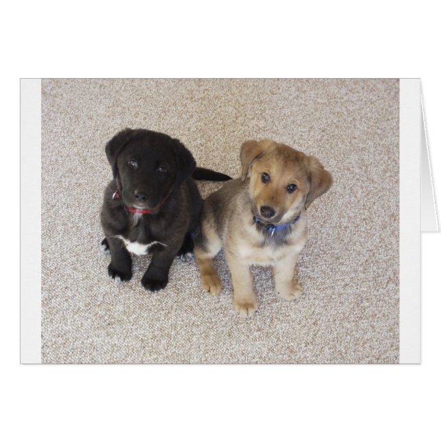 Two Cute Labrador Puppies (Front Horizontal)
