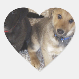 Two Cute Labrador Puppies Heart Sticker
