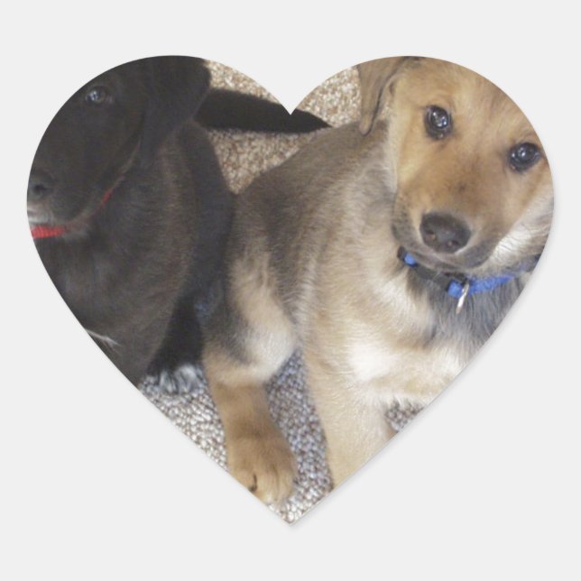 Two Cute Labrador Puppies Heart Sticker (Front)